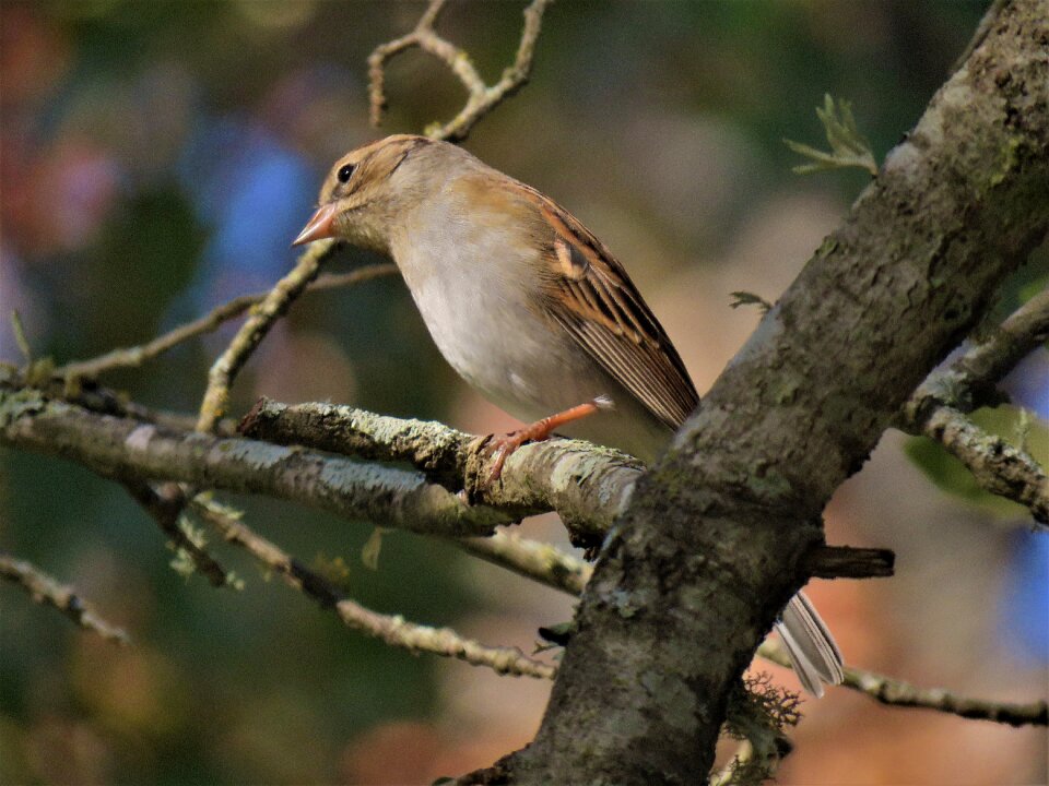 Wildlife tree