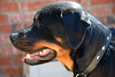 Dogs smart dogs