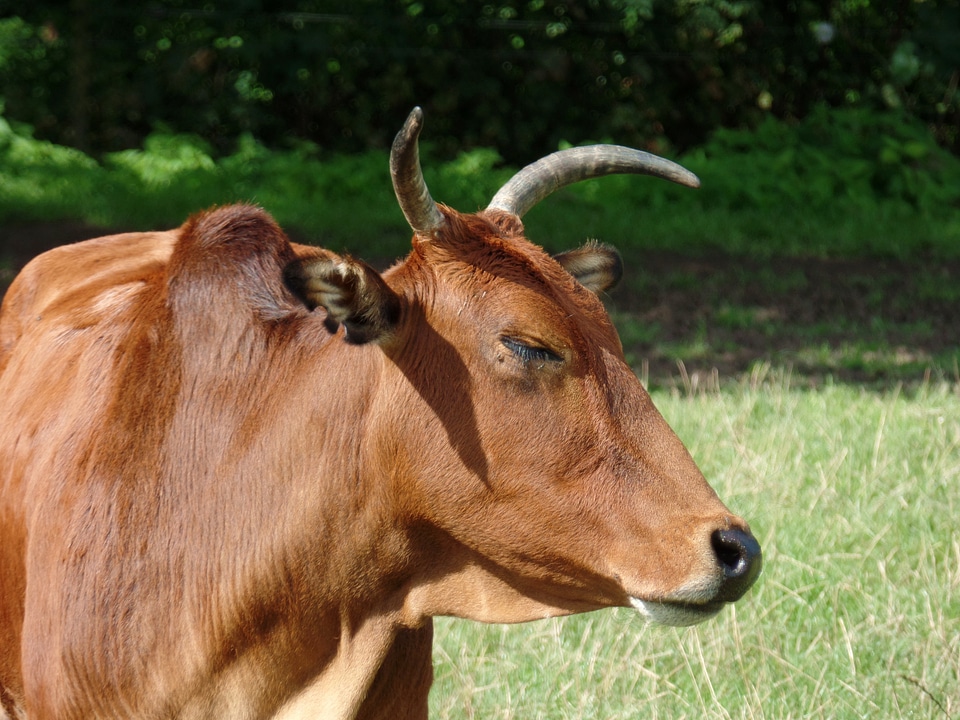 Safari park knuth borg denmark