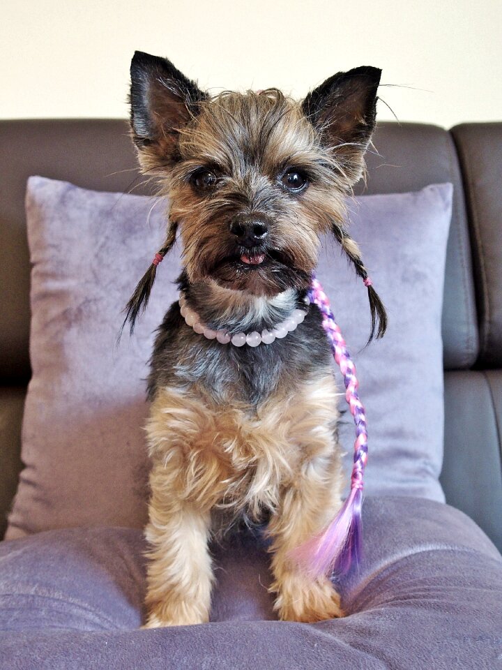 Yorkshire terrier fashionable nice