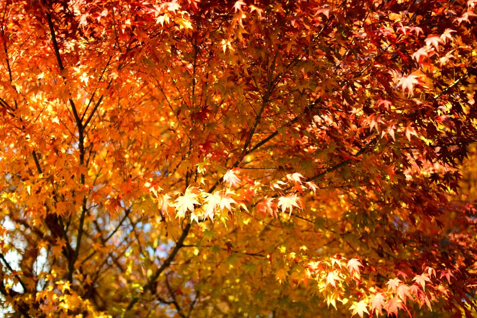 Maple sun yuan shining