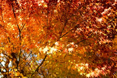 Maple sun yuan shining