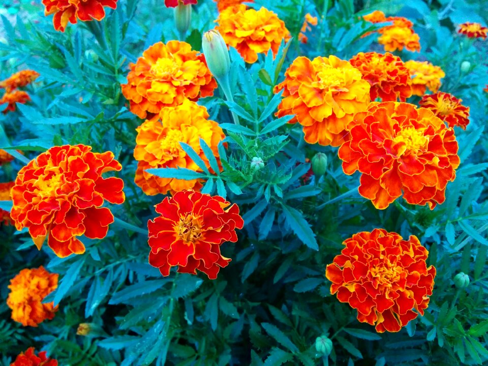 Garden flowers marigold