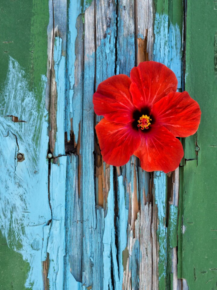 Garden plant red flowers photo