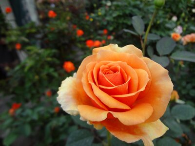 Orange rose indian rose photo