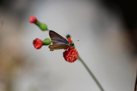 With butterfly winter