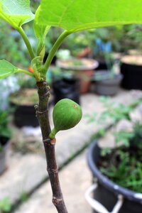 Plant green fig photo