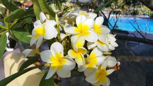 Nature plant white blossom