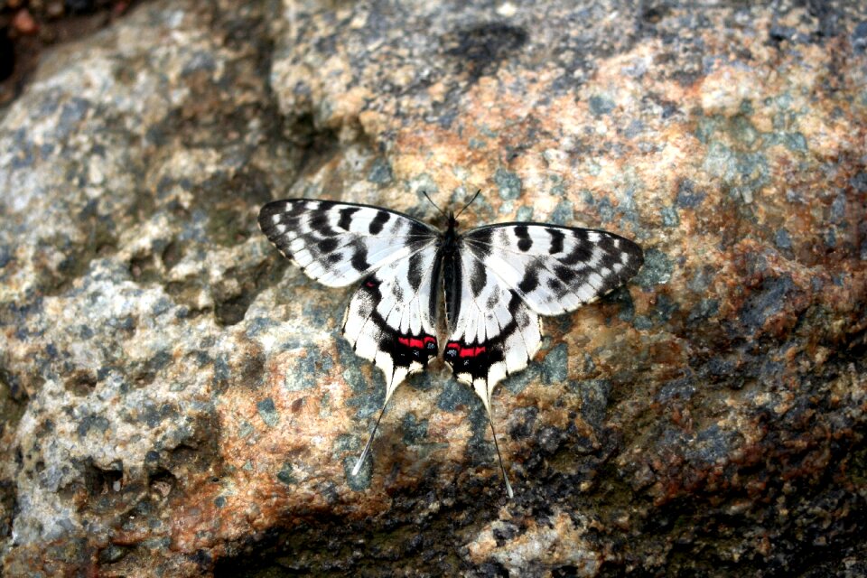 Butterfly recreation forest insects