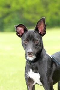 Black dog big ears photo