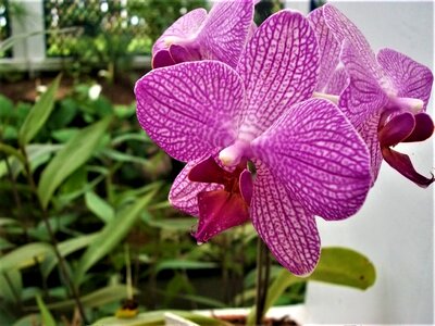 Houseplant orchid greenhouse butterfly orchid photo