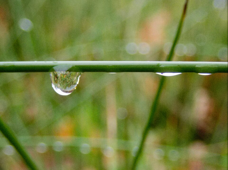 Rain blade of grass grass