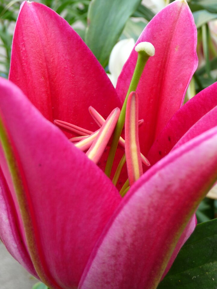 Lily half open red flower photo