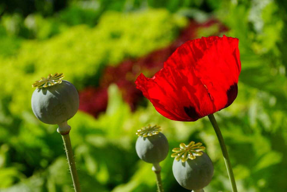 Red poppy nature wall farm ciablun