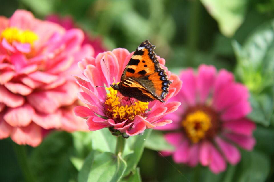 Nature flower insect