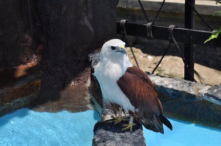 Eagle standing