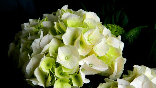 Plants nature flowering