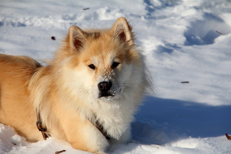 Race dog breed sweet
