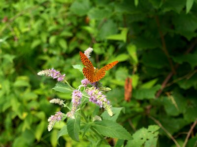 Nature butterfly insects