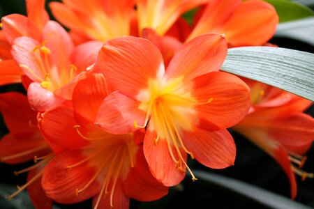 Plant floral photo