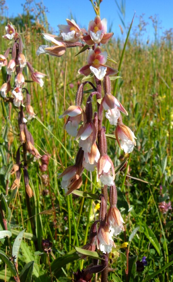 Orchid marsh helleborine flower