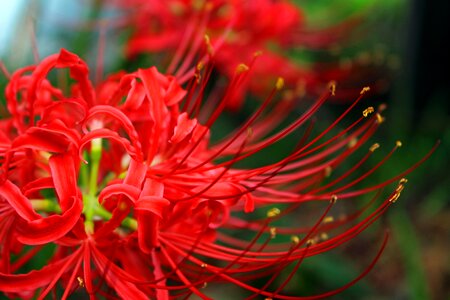 Amaryllidaceae red red flowers photo