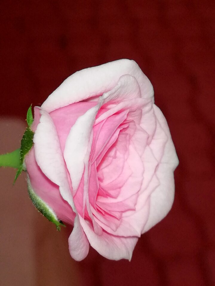 Petals rose
