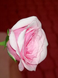 Petals rose photo