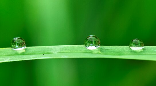 Rain nature wet photo