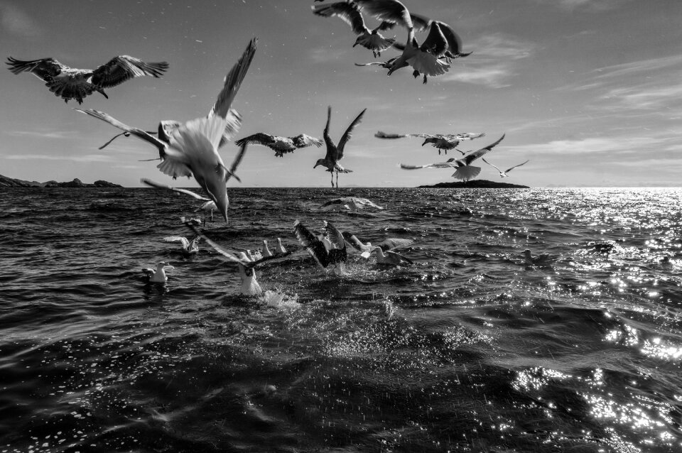 Gulls scandinavia fish