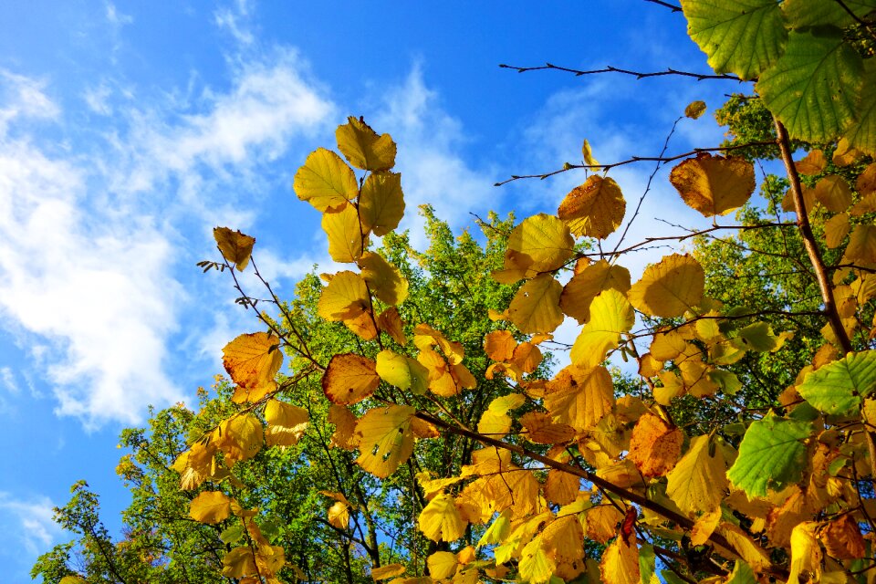 Autumn leaves autumn trees autumn photo