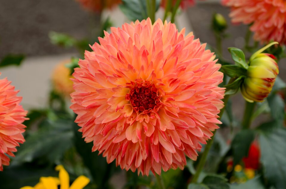 Dahlia garden garden nature