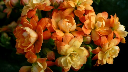Flower thick sheet greenhouse abrikosen-colored flower