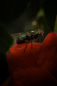 Bug macro close-up photo