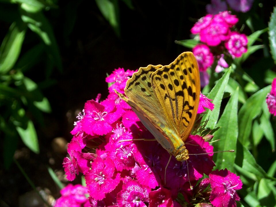 Nature insect beauty