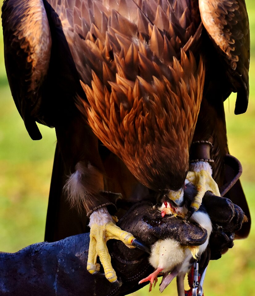 Eat bird of prey animal