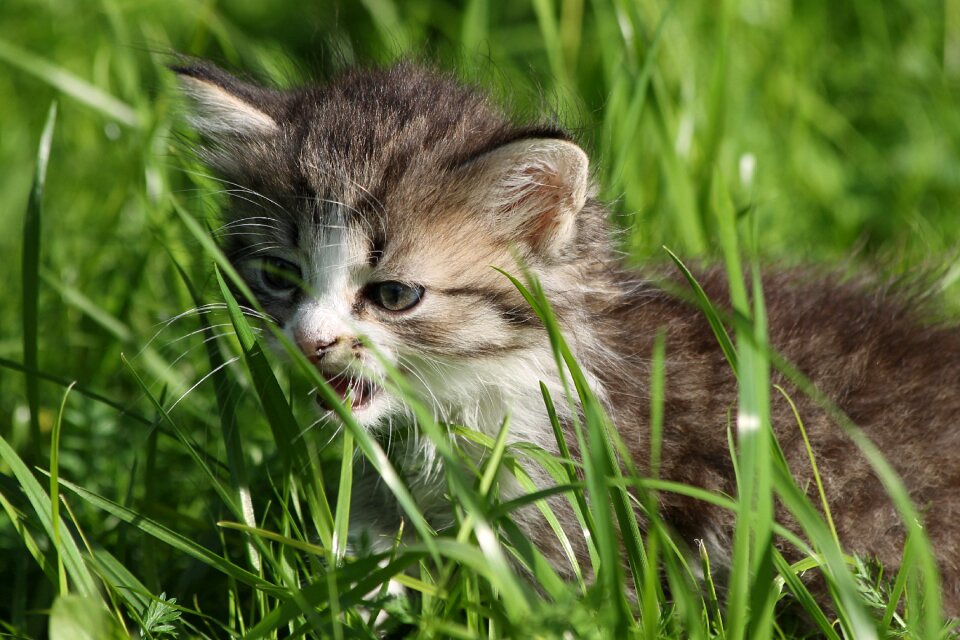Animal grey grass