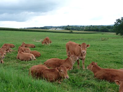 Nature grass whey photo