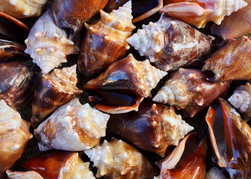 Seashell ocean mollusk