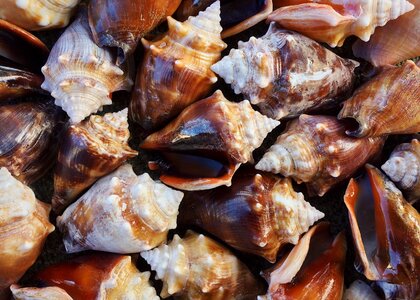 Seashell ocean mollusk