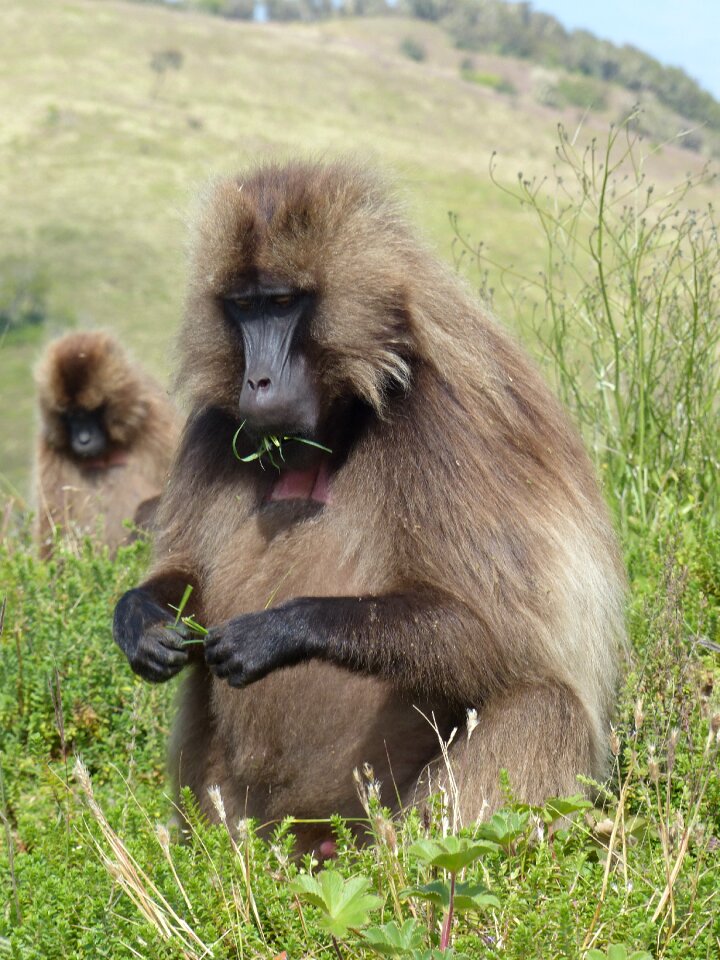 Monkey gelada simian primate