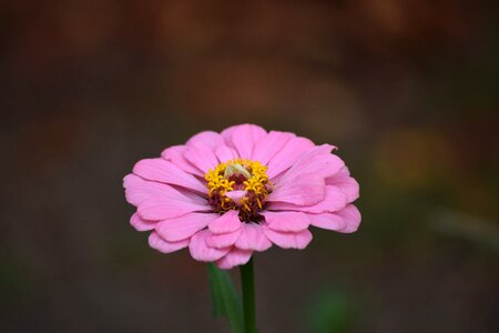 Fresh nature