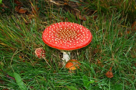 Agaric gnome mushroom photo