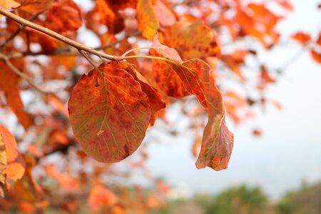 Beijing west mountain forest park sumac red leaves