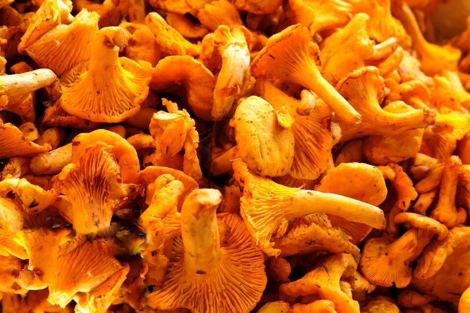 Food mushroom yellow