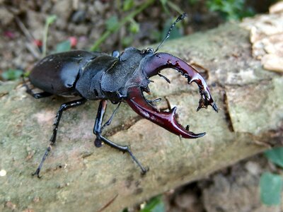 Insect stag beetle nature