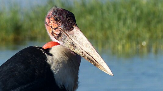 Marabou animal lake