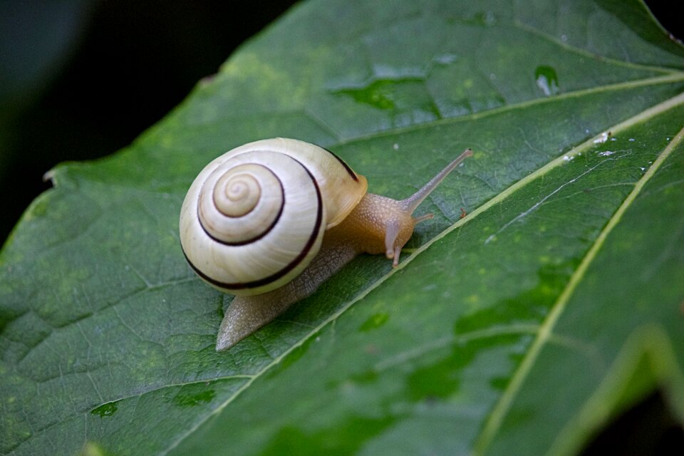 Green close up shell
