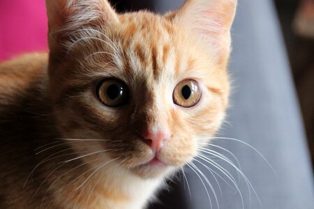 Red tomcat eyes amber eyes