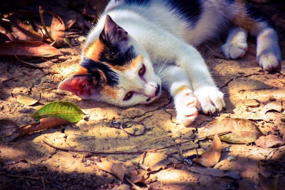Pets white black
